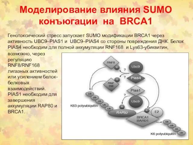 Моделирование влияния SUMO конъюгации на BRCA1 Генотоксический стресс запускает SUMO модификации BRCA1