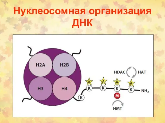 Нуклеосомная организация ДНК