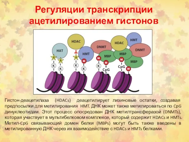 Регуляции транскрипции ацетилированием гистонов Гистон-деацетилаза (HDACs) деацетилирует лизиновые остатки, создавая предпосылки для