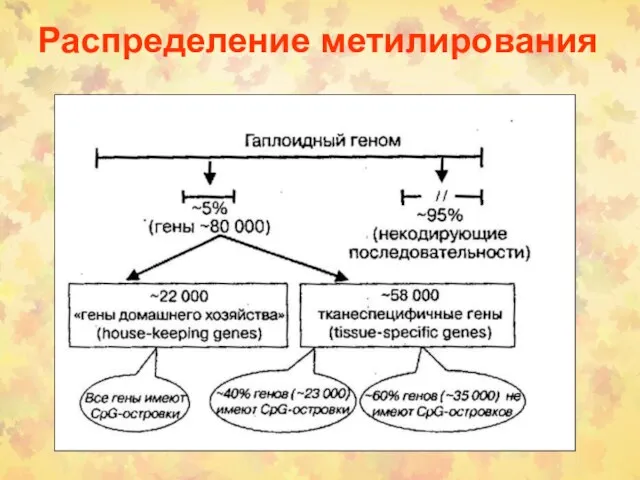 Распределение метилирования