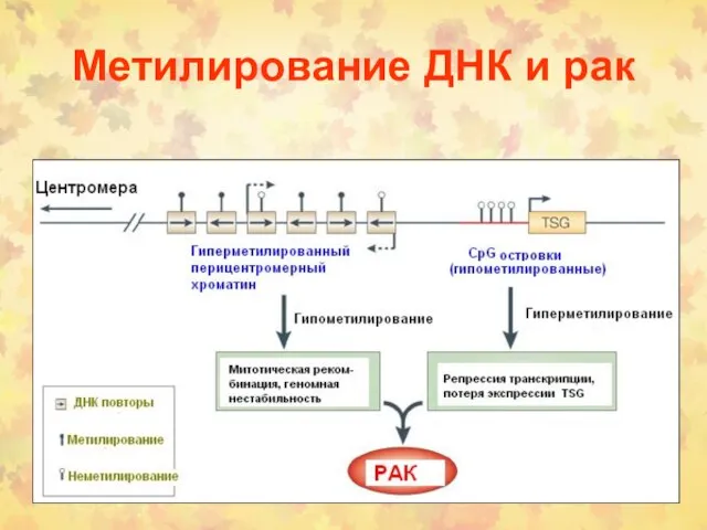 Метилирование ДНК и рак