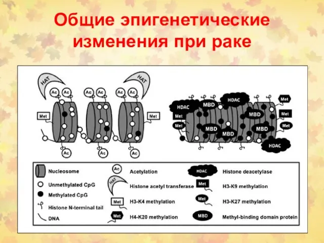 Общие эпигенетические изменения при раке