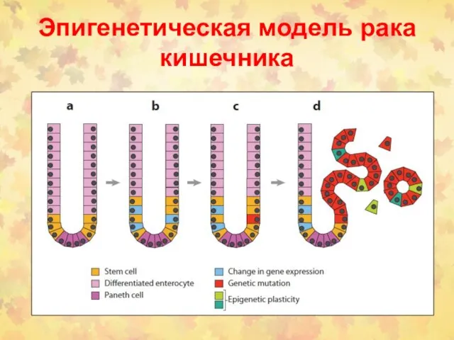 Эпигенетическая модель рака кишечника