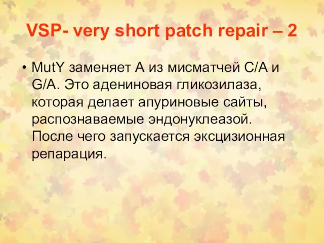 VSP- very short patch repair – 2 MutY заменяет А из мисматчей