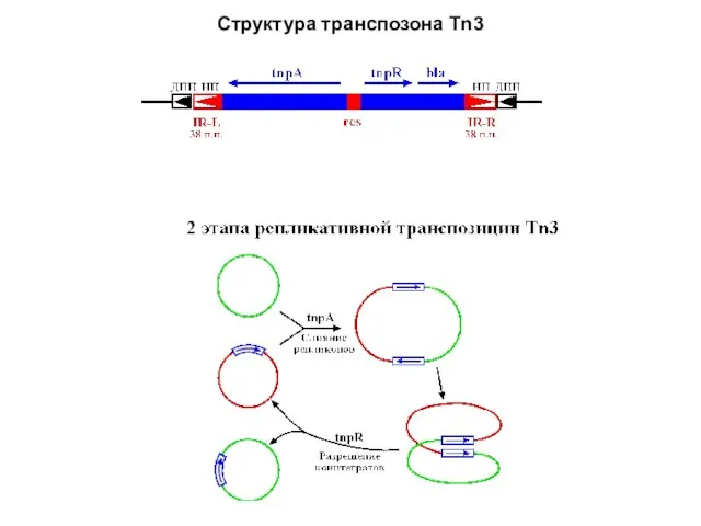 Структура транспозона Tn3