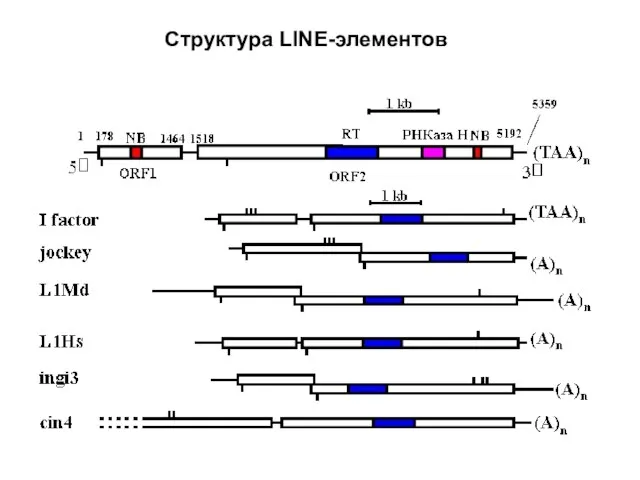 Структура LINE-элементов