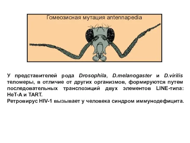 У представителей рода Drosophila, D.melanogaster и D.virilis теломеры, в отличие от других
