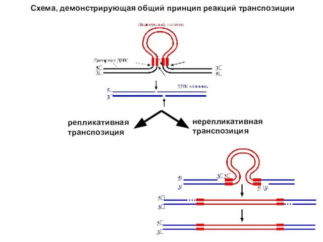 репликативная транспозиция нерепликативная транспозиция Схема, демонстрирующая общий принцип реакций транспозиции