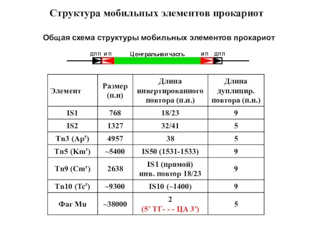 Структура мобильных элементов прокариот Общая схема структуры мобильных элементов прокариот