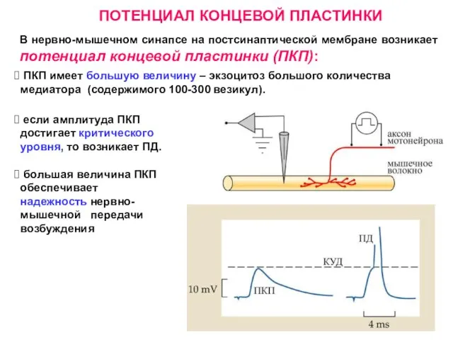 ПОТЕНЦИАЛ КОНЦЕВОЙ ПЛАСТИНКИ В нервно-мышечном синапсе на постсинаптической мембране возникает потенциал концевой