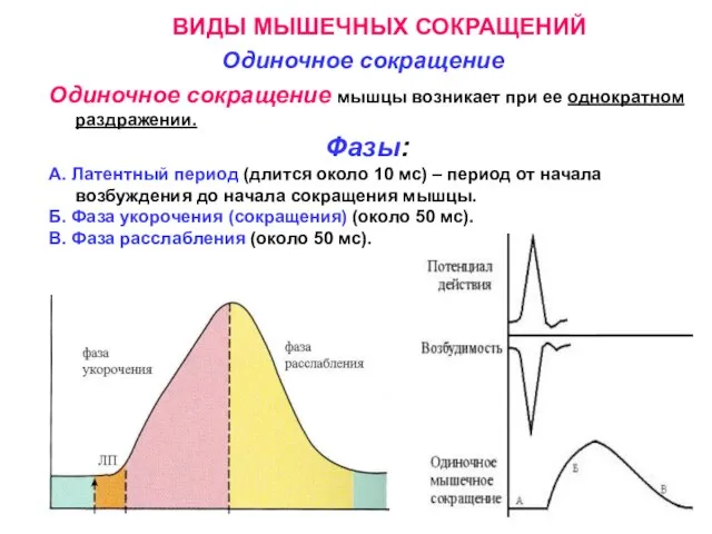 ВИДЫ МЫШЕЧНЫХ СОКРАЩЕНИЙ Одиночное сокращение Одиночное сокращение мышцы возникает при ее однократном