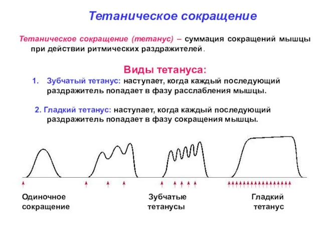 Тетаническое сокращение (тетанус) – суммация сокращений мышцы при действии ритмических раздражителей. Виды