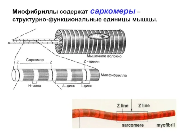 Миофибриллы содержат саркомеры – структурно-функциональные единицы мышцы.