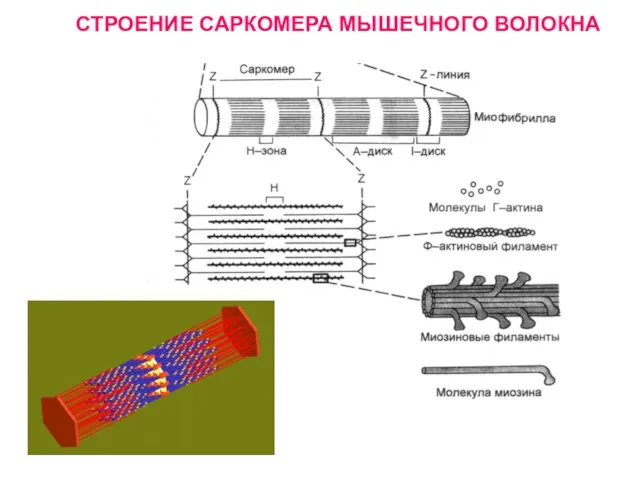 СТРОЕНИЕ САРКОМЕРА МЫШЕЧНОГО ВОЛОКНА