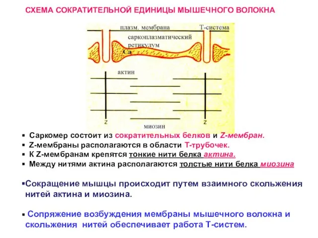 Саркомер состоит из сократительных белков и Z-мембран. Z-мембраны располагаются в области Т-трубочек.