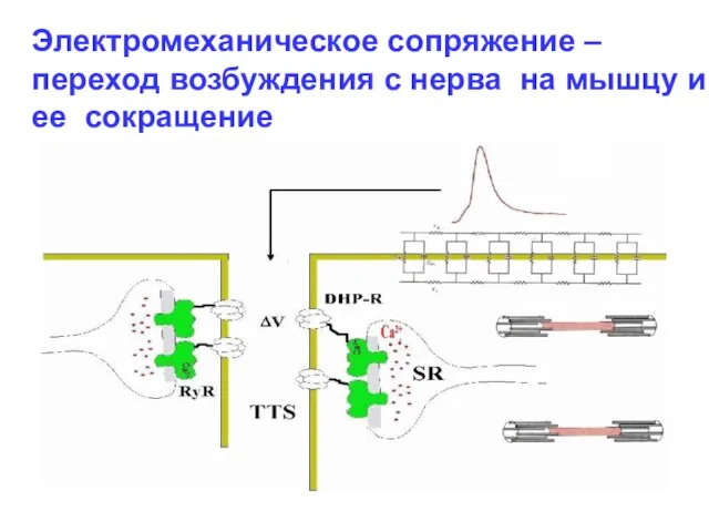 Электромеханическое сопряжение –переход возбуждения с нерва на мышцу и ее сокращение