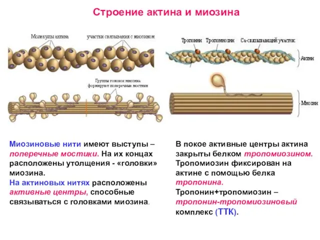 Строение актина и миозина Миозиновые нити имеют выступы – поперечные мостики. На