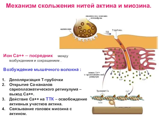 Механизм скольжения нитей актина и миозина. Ион Са++ – посредник между возбуждением