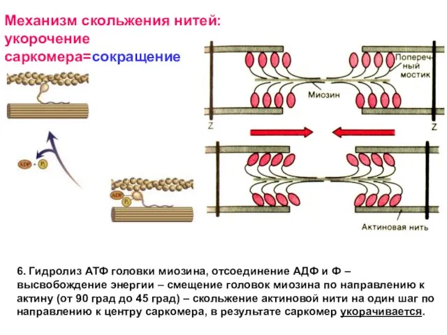 Механизм скольжения нитей: укорочение саркомера=сокращение 6. Гидролиз АТФ головки миозина, отсоединение АДФ