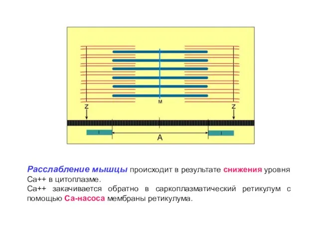 Расслабление мышцы происходит в результате снижения уровня Са++ в цитоплазме. Са++ закачивается