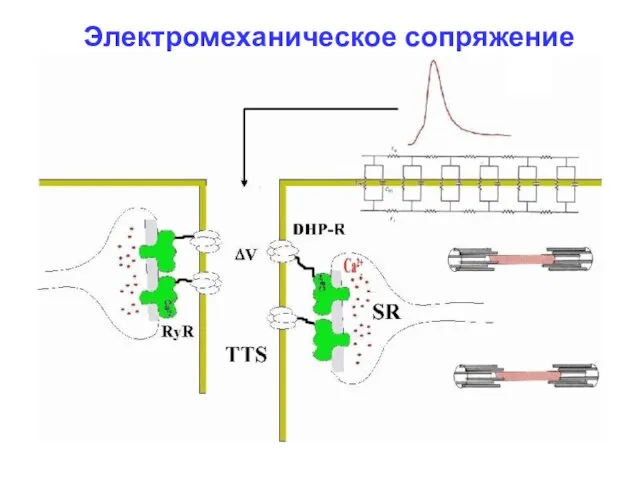 Электромеханическое сопряжение