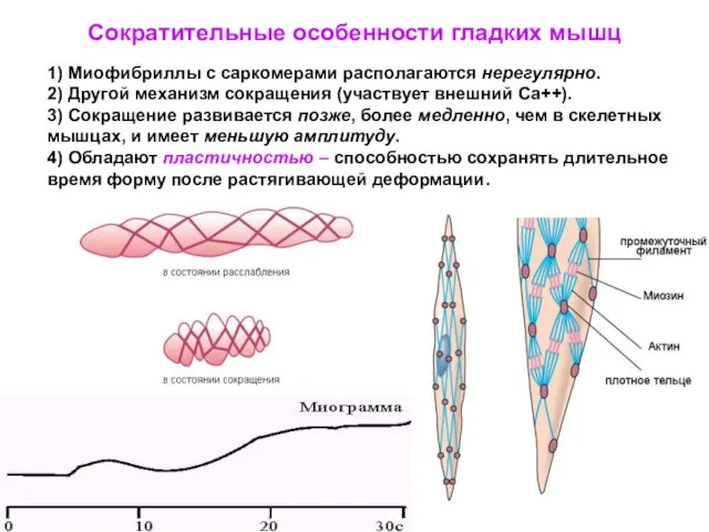 1) Миофибриллы с саркомерами располагаются нерегулярно. 2) Другой механизм сокращения (участвует внешний