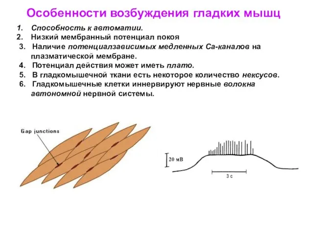 Способность к автоматии. Низкий мембранный потенциал покоя 3. Наличие потенциалзависимых медленных Са-каналов