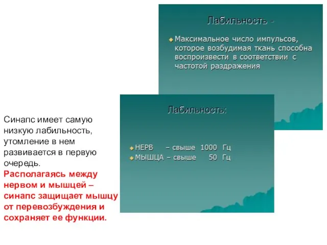 Синапс имеет самую низкую лабильность, утомление в нем развивается в первую очередь.