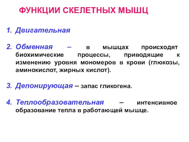 ФУНКЦИИ СКЕЛЕТНЫХ МЫШЦ Двигательная Обменная – в мышцах происходят биохимические процессы, приводящие