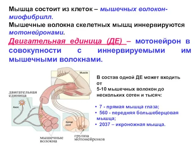 Мышца состоит из клеток – мышечных волокон- миофибрилл. Мышечные волокна скелетных мышц