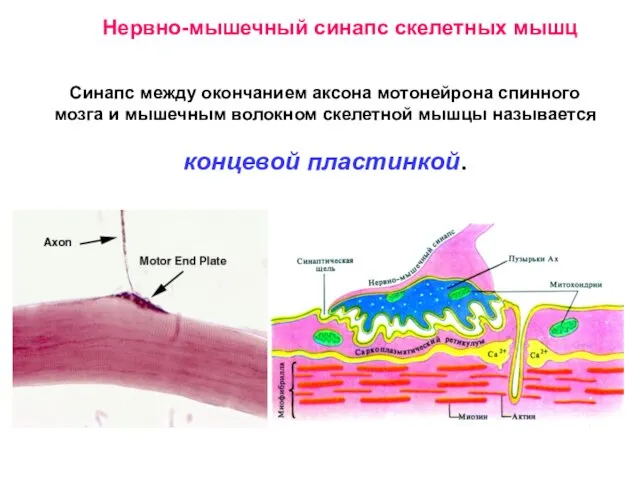 Нервно-мышечный синапс скелетных мышц Синапс между окончанием аксона мотонейрона спинного мозга и