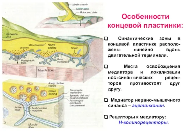 Синаптические зоны в концевой пластинке располо-жены линейно вдоль двигательной терминали. Места освобождения