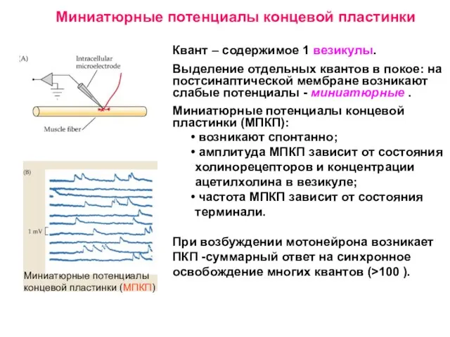 Квант – содержимое 1 везикулы. Выделение отдельных квантов в покое: на постсинаптической