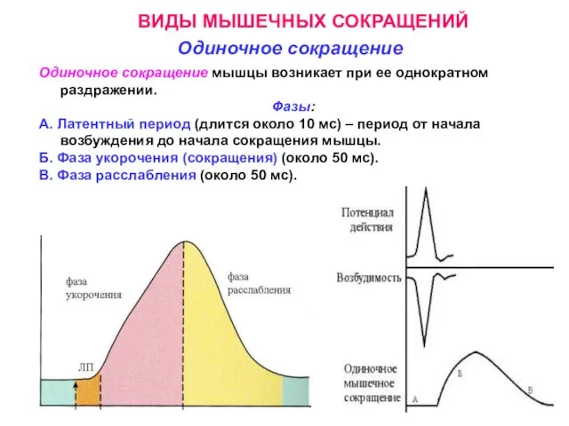 ВИДЫ МЫШЕЧНЫХ СОКРАЩЕНИЙ Одиночное сокращение Одиночное сокращение мышцы возникает при ее однократном