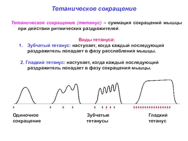 Тетаническое сокращение (тетанус) – суммация сокращений мышцы при действии ритмических раздражителей. Виды