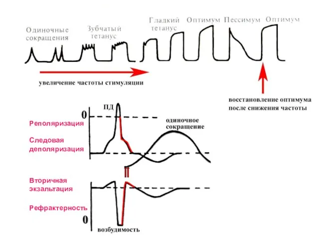 Следовая деполяризация Вторичная экзальтация Реполяризация Рефрактерность