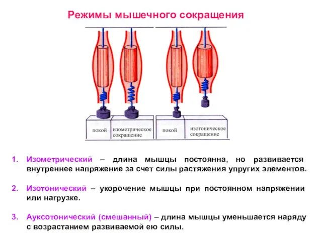 Режимы мышечного сокращения Изометрический – длина мышцы постоянна, но развивается внутреннее напряжение