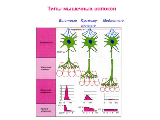 Типы мышечных волокон