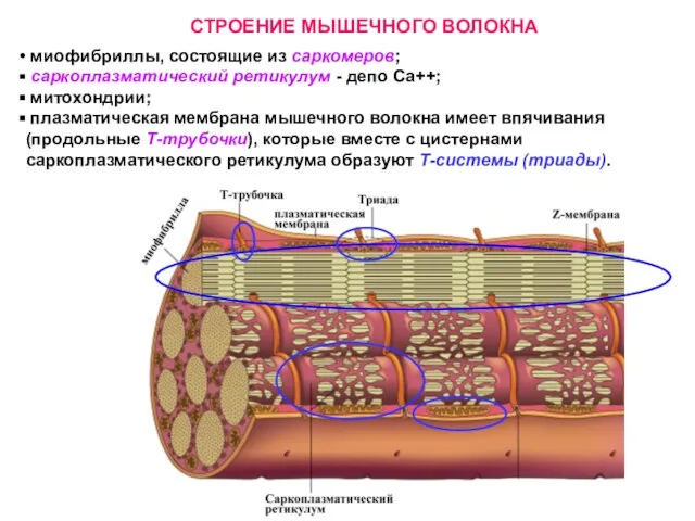 СТРОЕНИЕ МЫШЕЧНОГО ВОЛОКНА миофибриллы, состоящие из саркомеров; саркоплазматический ретикулум - депо Са++;