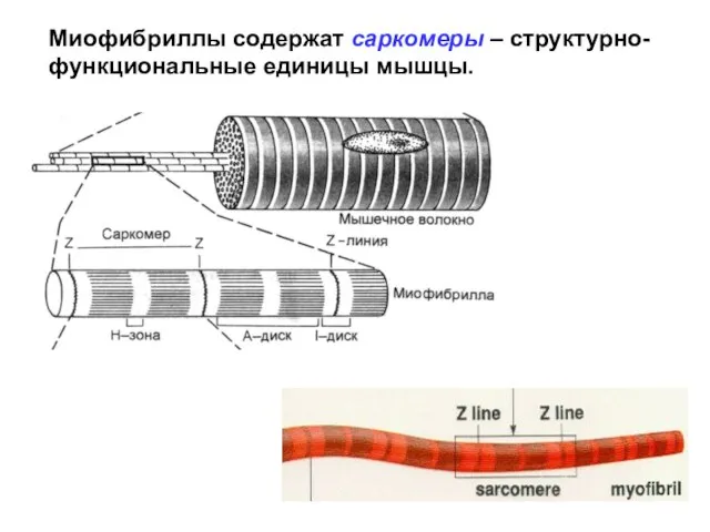 Миофибриллы содержат саркомеры – структурно-функциональные единицы мышцы.