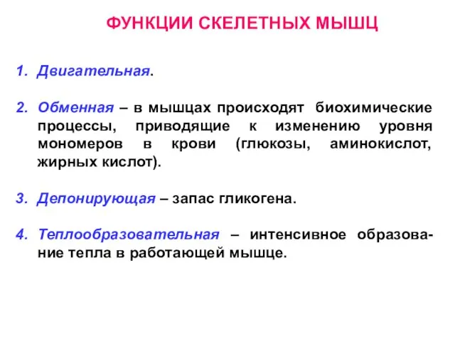 ФУНКЦИИ СКЕЛЕТНЫХ МЫШЦ Двигательная. Обменная – в мышцах происходят биохимические процессы, приводящие