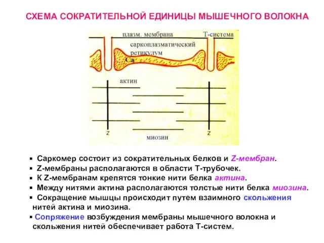 Саркомер состоит из сократительных белков и Z-мембран. Z-мембраны располагаются в области Т-трубочек.