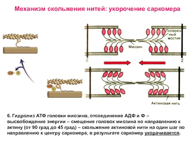 Механизм скольжения нитей: укорочение саркомера 6. Гидролиз АТФ головки миозина, отсоединение АДФ