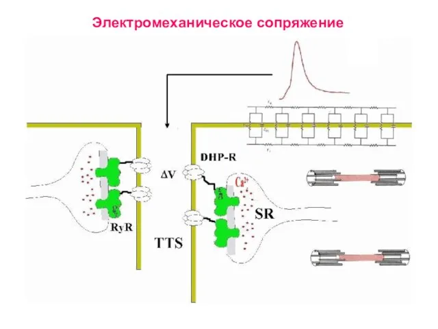 Электромеханическое сопряжение