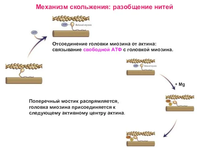Поперечный мостик распрямляется, головка миозина присоединяется к следующему активному центру актина. Механизм