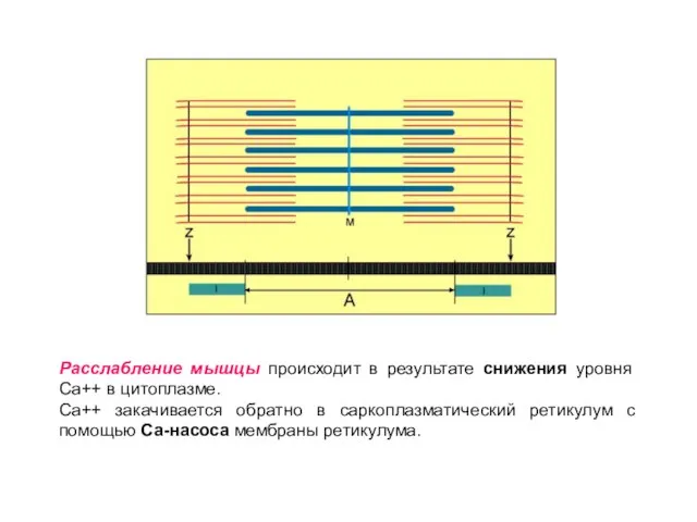 Расслабление мышцы происходит в результате снижения уровня Са++ в цитоплазме. Са++ закачивается