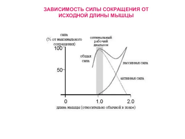 ЗАВИСИМОСТЬ СИЛЫ СОКРАЩЕНИЯ ОТ ИСХОДНОЙ ДЛИНЫ МЫШЦЫ