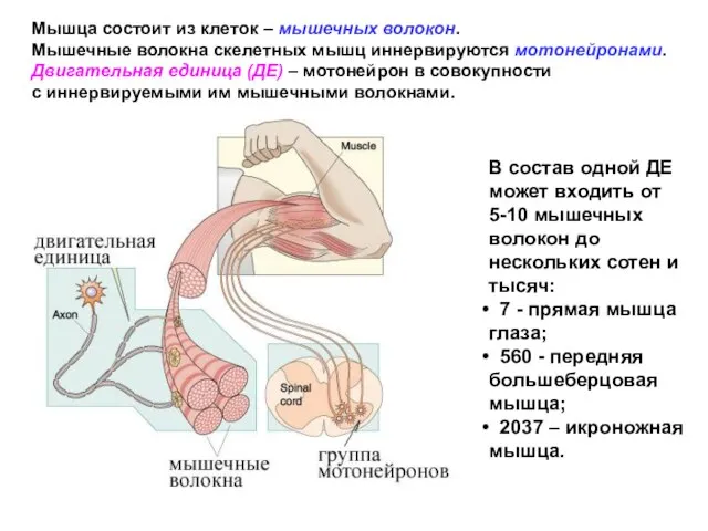 Мышца состоит из клеток – мышечных волокон. Мышечные волокна скелетных мышц иннервируются