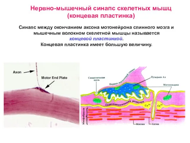 Нервно-мышечный синапс скелетных мышц (концевая пластинка) Синапс между окончанием аксона мотонейрона спинного