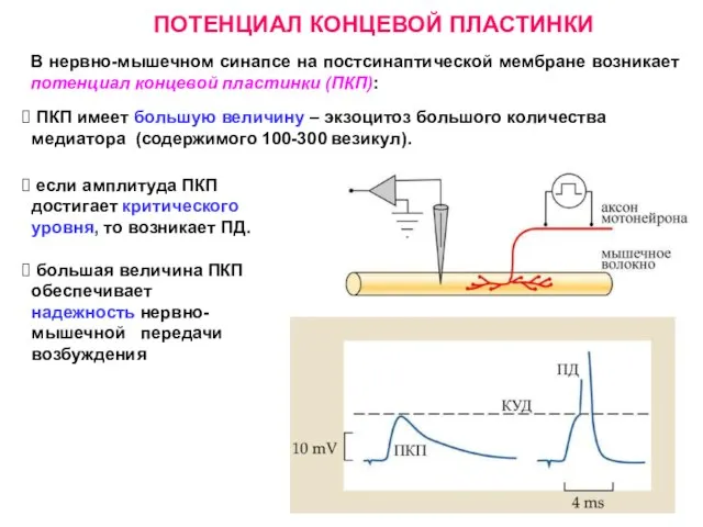 ПОТЕНЦИАЛ КОНЦЕВОЙ ПЛАСТИНКИ В нервно-мышечном синапсе на постсинаптической мембране возникает потенциал концевой